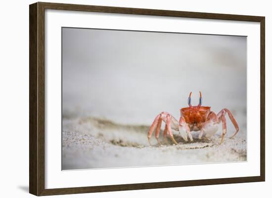 Crab Walking on Sand in the Galapagos Islands, Ecuador-Karine Aigner-Framed Photographic Print