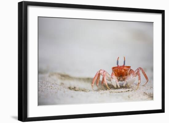 Crab Walking on Sand in the Galapagos Islands, Ecuador-Karine Aigner-Framed Photographic Print