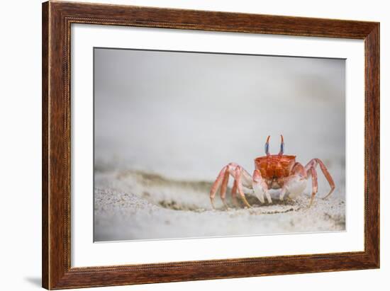 Crab Walking on Sand in the Galapagos Islands, Ecuador-Karine Aigner-Framed Photographic Print