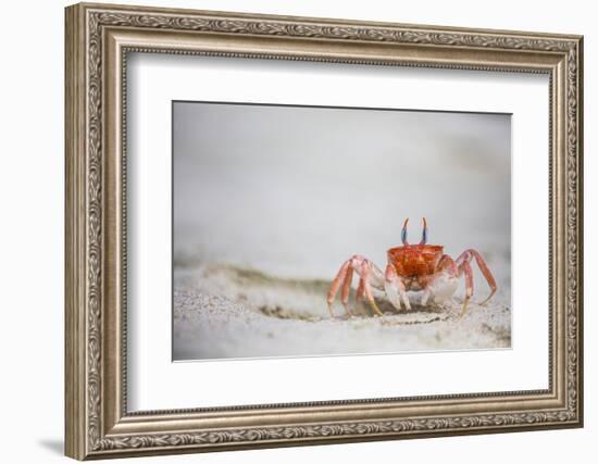 Crab Walking on Sand in the Galapagos Islands, Ecuador-Karine Aigner-Framed Photographic Print