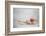 Crab Walking on Sand in the Galapagos Islands, Ecuador-Karine Aigner-Framed Photographic Print