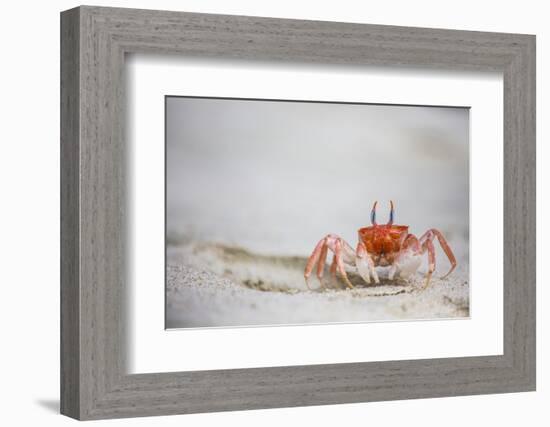 Crab Walking on Sand in the Galapagos Islands, Ecuador-Karine Aigner-Framed Photographic Print