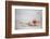 Crab Walking on Sand in the Galapagos Islands, Ecuador-Karine Aigner-Framed Photographic Print