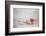 Crab Walking on Sand in the Galapagos Islands, Ecuador-Karine Aigner-Framed Photographic Print