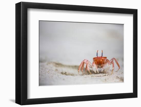 Crab Walking on Sand in the Galapagos Islands, Ecuador-Karine Aigner-Framed Photographic Print