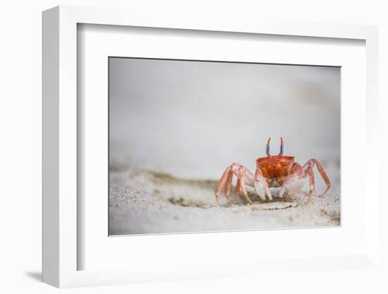 Crab Walking on Sand in the Galapagos Islands, Ecuador-Karine Aigner-Framed Photographic Print