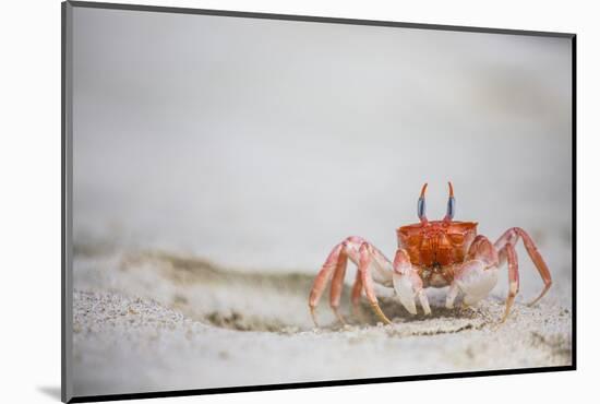 Crab Walking on Sand in the Galapagos Islands, Ecuador-Karine Aigner-Mounted Photographic Print