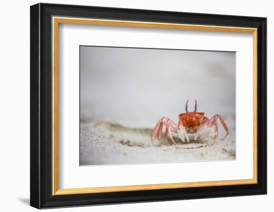 Crab Walking on Sand in the Galapagos Islands, Ecuador-Karine Aigner-Framed Photographic Print