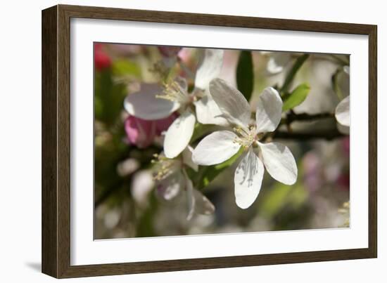 Crabapple Blossom (Malus Sp.)-Johnny Greig-Framed Photographic Print