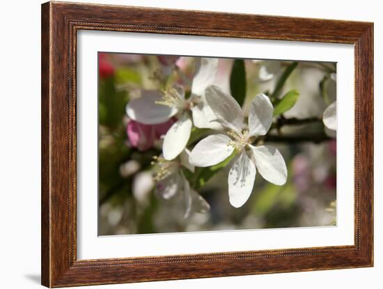 Crabapple Blossom (Malus Sp.)-Johnny Greig-Framed Photographic Print