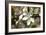 Crabapple Blossom (Malus Sp.)-Johnny Greig-Framed Photographic Print