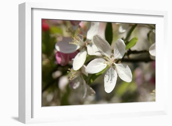 Crabapple Blossom (Malus Sp.)-Johnny Greig-Framed Photographic Print