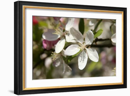 Crabapple Blossom (Malus Sp.)-Johnny Greig-Framed Photographic Print