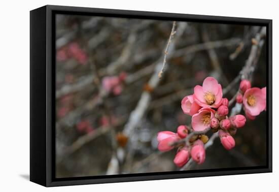 Crabapple Tree Blossoms-Savanah Stewart-Framed Premier Image Canvas