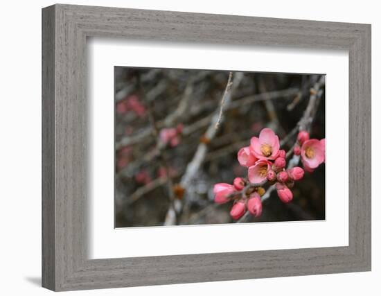 Crabapple Tree Blossoms-Savanah Stewart-Framed Photographic Print