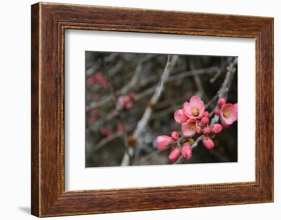 Crabapple Tree Blossoms-Savanah Stewart-Framed Photographic Print