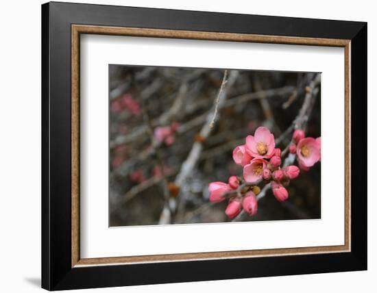 Crabapple Tree Blossoms-Savanah Stewart-Framed Photographic Print