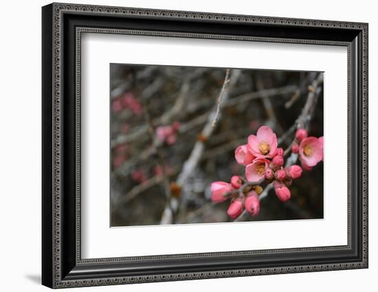 Crabapple Tree Blossoms-Savanah Stewart-Framed Photographic Print