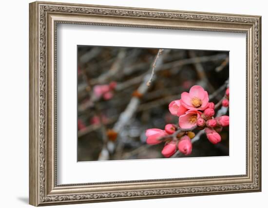 Crabapple Tree blossoms-Savanah Plank-Framed Photo