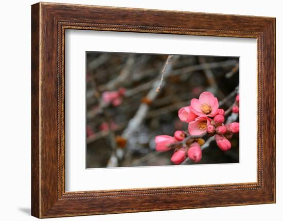 Crabapple Tree blossoms-Savanah Plank-Framed Photo