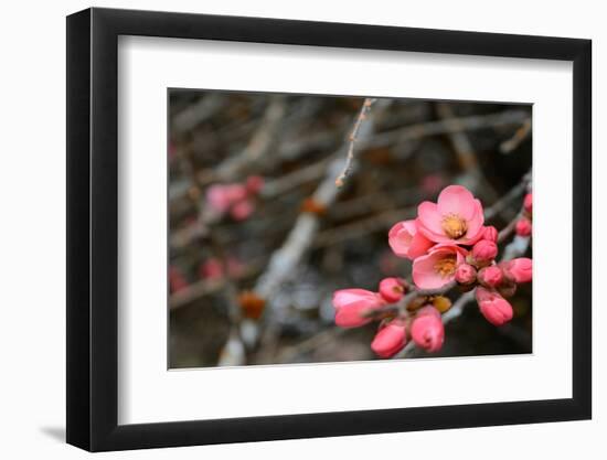 Crabapple Tree blossoms-Savanah Plank-Framed Photo