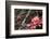 Crabapple Tree blossoms-Savanah Plank-Framed Photo