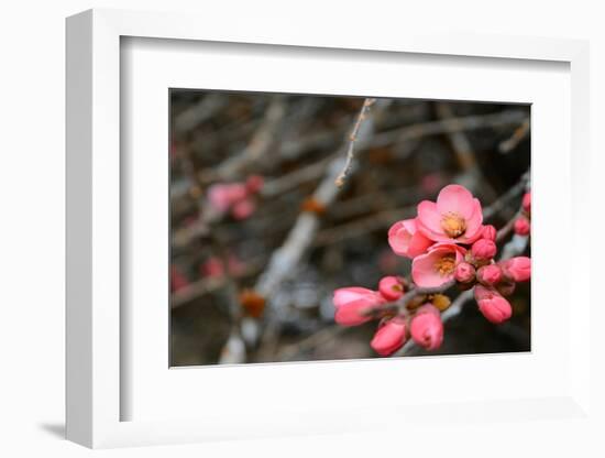 Crabapple Tree blossoms-Savanah Plank-Framed Photo