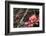 Crabapple Tree blossoms-Savanah Plank-Framed Photo