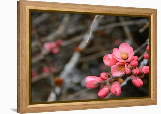 Crabapple Tree blossoms-Savanah Plank-Framed Stretched Canvas