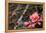 Crabapple Tree blossoms-Savanah Plank-Framed Stretched Canvas