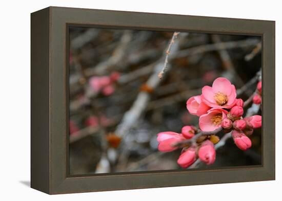 Crabapple Tree blossoms-Savanah Plank-Framed Stretched Canvas