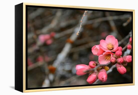 Crabapple Tree blossoms-Savanah Plank-Framed Stretched Canvas