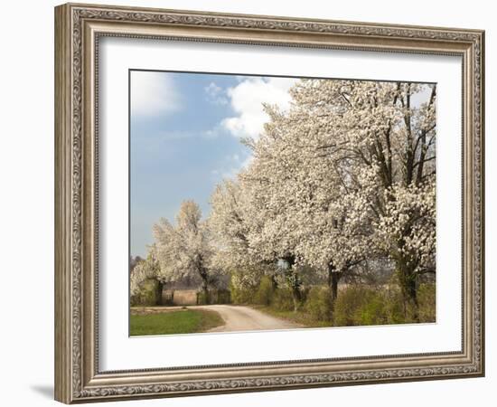 Crabapple Trees in Full Bloom, Louisville, Kentucky, Usa-Adam Jones-Framed Photographic Print