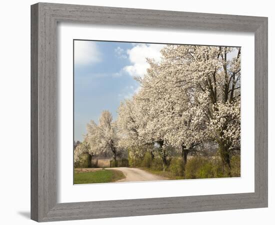 Crabapple Trees in Full Bloom, Louisville, Kentucky, Usa-Adam Jones-Framed Photographic Print