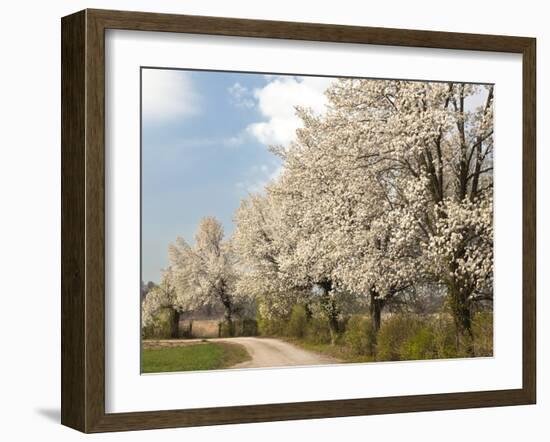 Crabapple Trees in Full Bloom, Louisville, Kentucky, Usa-Adam Jones-Framed Photographic Print