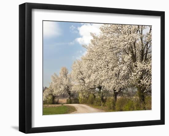Crabapple Trees in Full Bloom, Louisville, Kentucky, Usa-Adam Jones-Framed Photographic Print