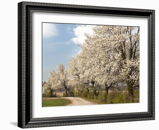 Crabapple Trees in Full Bloom, Louisville, Kentucky, Usa-Adam Jones-Framed Photographic Print