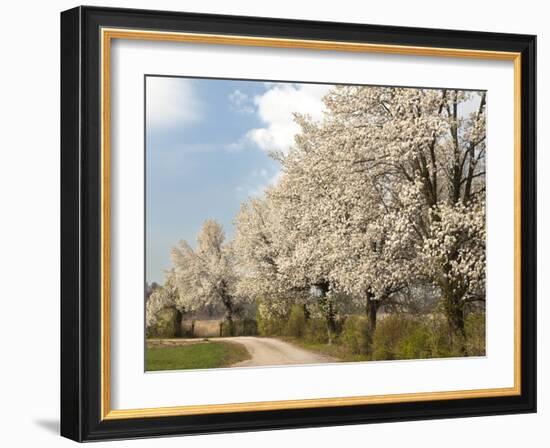 Crabapple Trees in Full Bloom, Louisville, Kentucky, Usa-Adam Jones-Framed Photographic Print