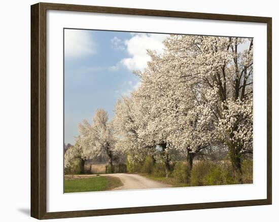 Crabapple Trees in Full Bloom, Louisville, Kentucky, Usa-Adam Jones-Framed Photographic Print