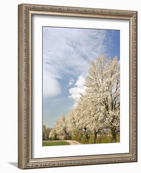 Crabapple Trees in Full Bloom, Louisville, Kentucky, Usa-Adam Jones-Framed Photographic Print