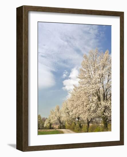 Crabapple Trees in Full Bloom, Louisville, Kentucky, Usa-Adam Jones-Framed Photographic Print