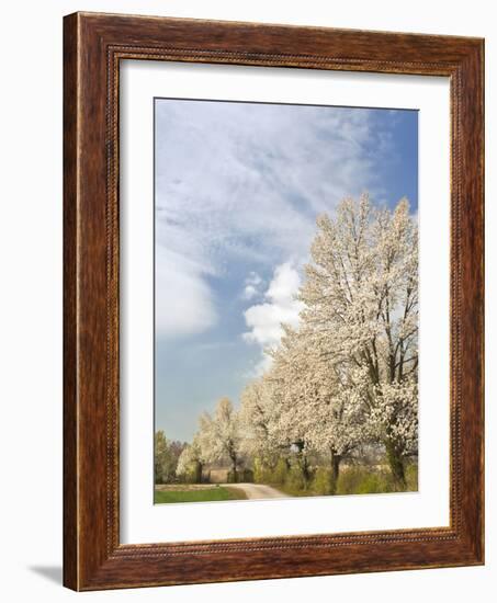 Crabapple Trees in Full Bloom, Louisville, Kentucky, Usa-Adam Jones-Framed Photographic Print