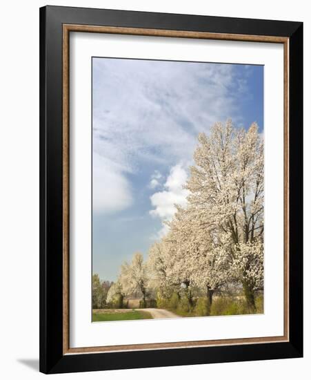 Crabapple Trees in Full Bloom, Louisville, Kentucky, Usa-Adam Jones-Framed Photographic Print