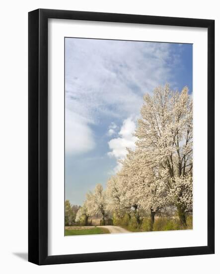 Crabapple Trees in Full Bloom, Louisville, Kentucky, Usa-Adam Jones-Framed Photographic Print