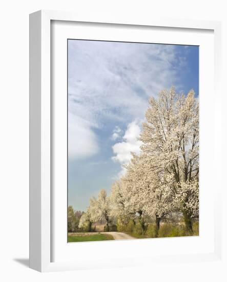 Crabapple Trees in Full Bloom, Louisville, Kentucky, Usa-Adam Jones-Framed Photographic Print