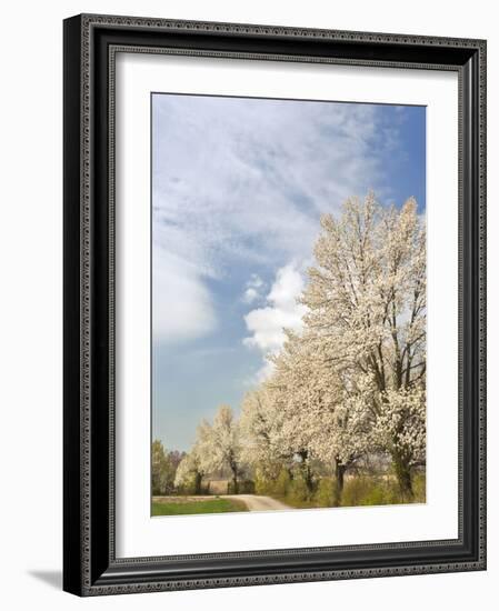 Crabapple Trees in Full Bloom, Louisville, Kentucky, Usa-Adam Jones-Framed Photographic Print