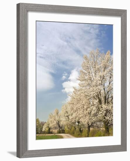 Crabapple Trees in Full Bloom, Louisville, Kentucky, Usa-Adam Jones-Framed Photographic Print