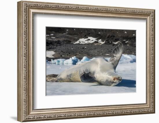 Crabeater Seal (Lobodon carcinophaga) (carcinophagus) lies on its back on an ice floe in Hope Bay, -Michael Runkel-Framed Photographic Print