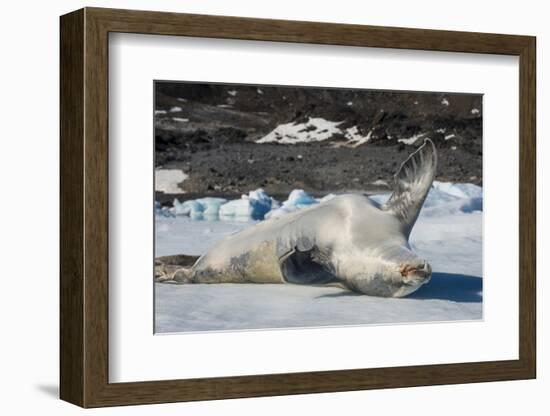 Crabeater Seal (Lobodon carcinophaga) (carcinophagus) lies on its back on an ice floe in Hope Bay, -Michael Runkel-Framed Photographic Print