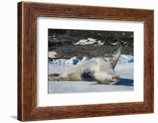 Crabeater Seal (Lobodon carcinophaga) (carcinophagus) lies on its back on an ice floe in Hope Bay, -Michael Runkel-Framed Photographic Print